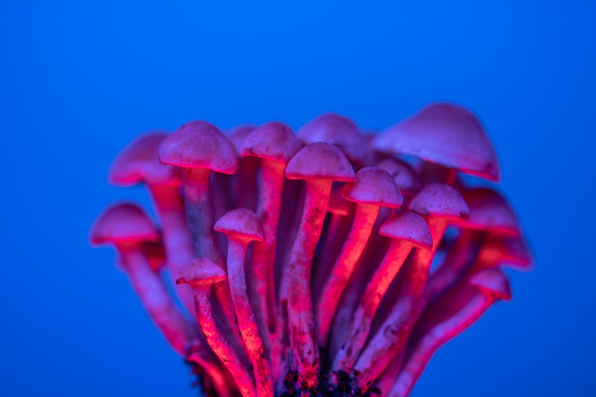 Article 01 Your Brain On Psilocybin