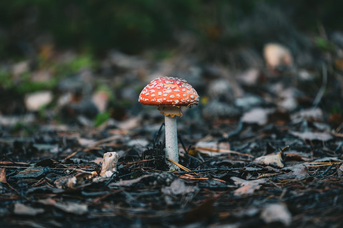 Article 06 Microdosing Ceremonial Cacao