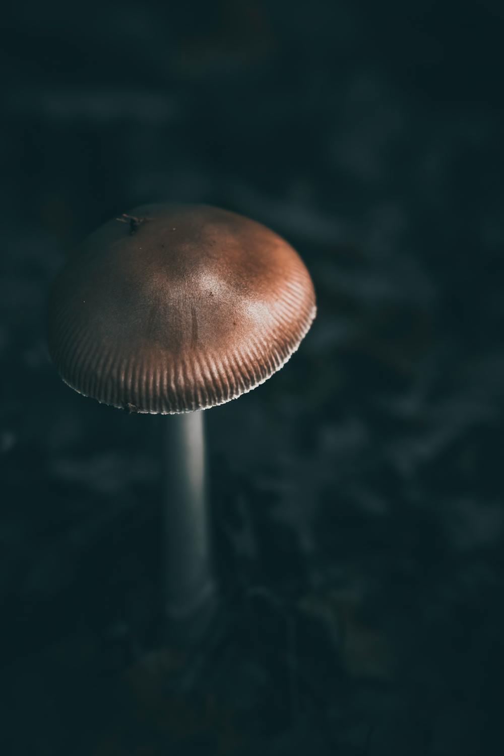 Dark abstract minimal — microdosing psilocybin sub-perceptual dose science