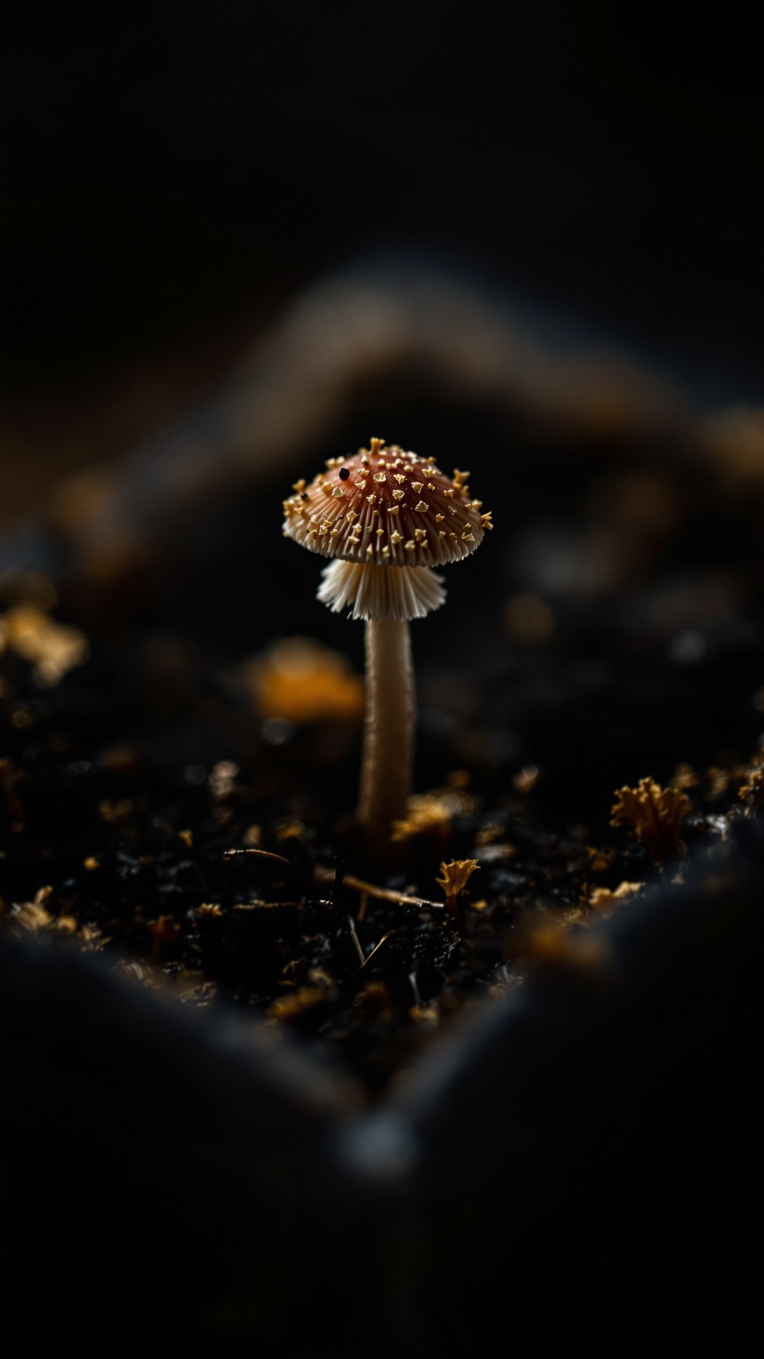 Microdosing Psilocybin: What the Science Actually Says — Instagram story